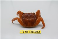 藏品(白紋方蟹)的圖片